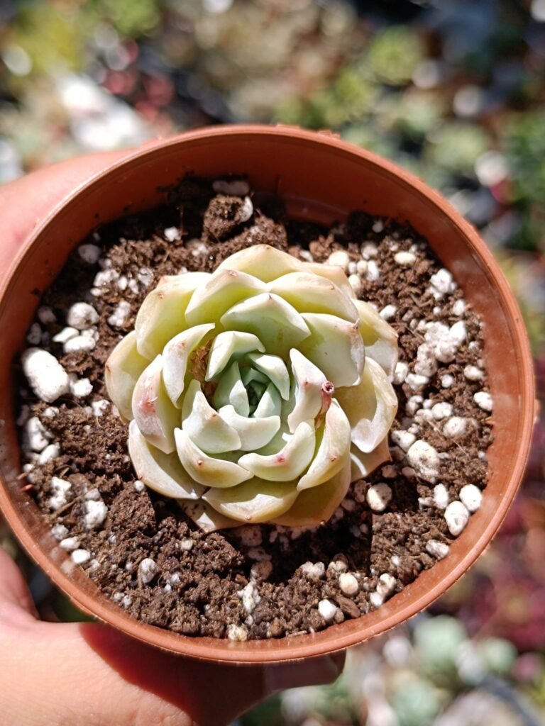 Siracactus-Succulente-Echeveria-sarang-korean-2.jpg