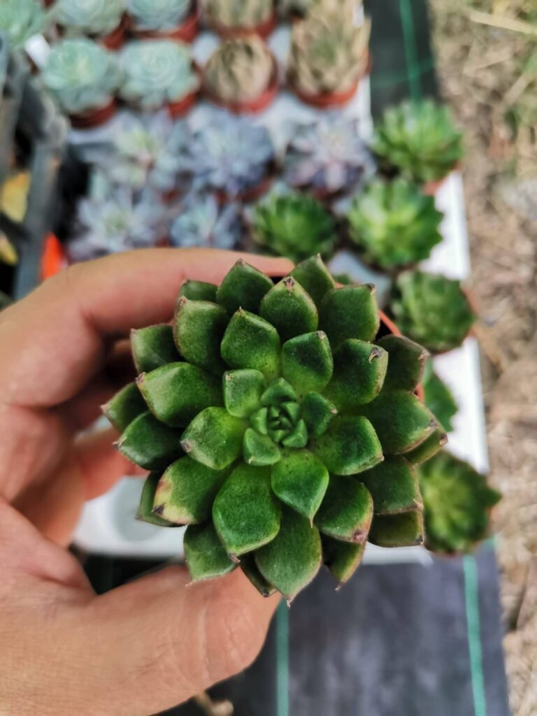 Siracactus-Succulente-Echeveria-scorpion.jpg