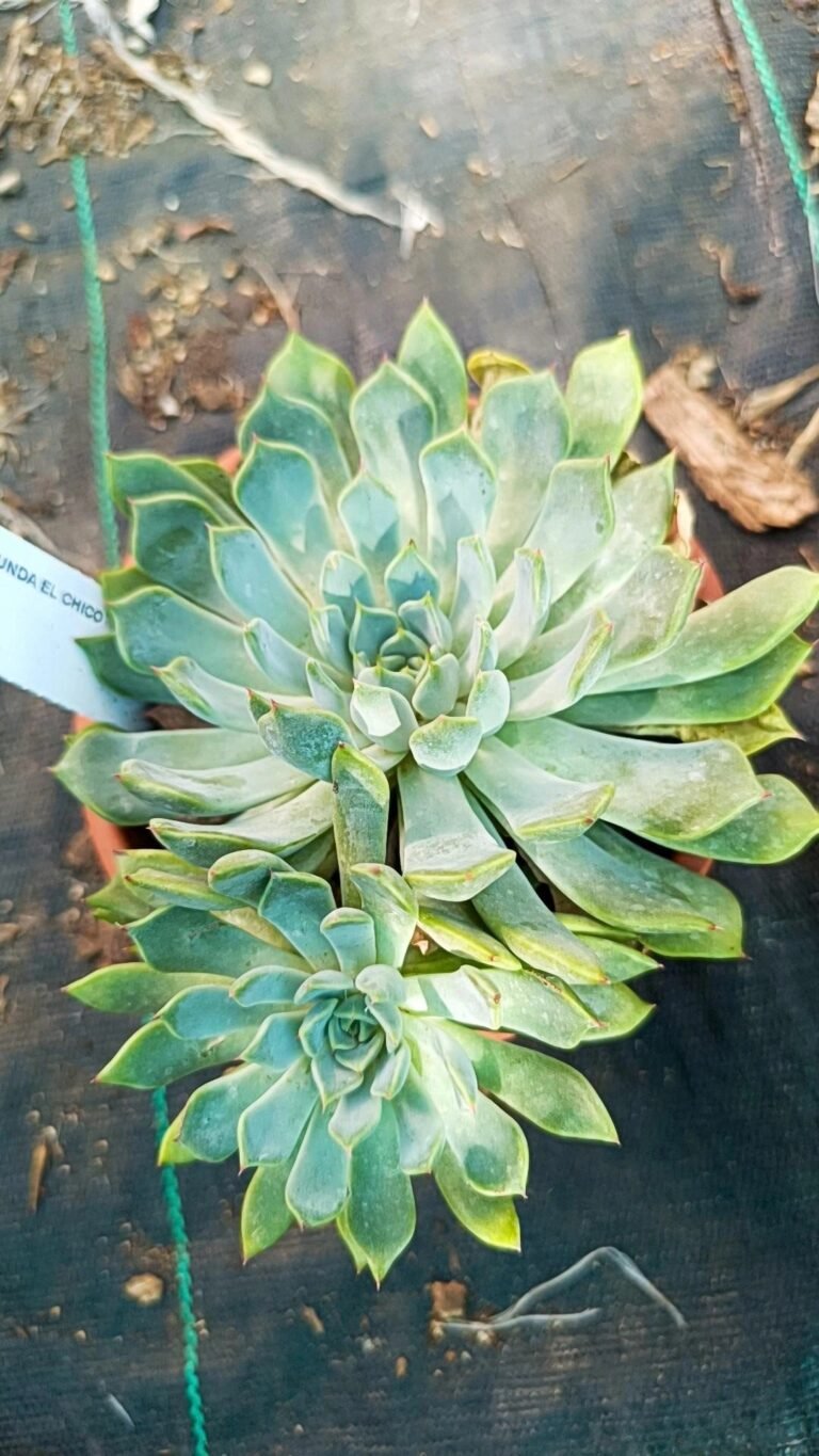Siracactus-Succulente-Echeveria-secunda-El-Chico-1.jpg