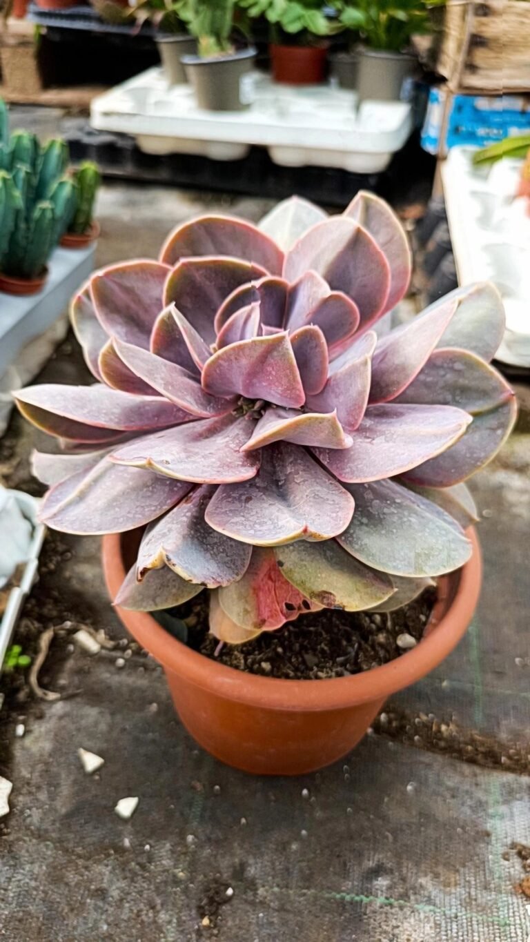 Siracactus-Succulente-Echeveria-serena-6.jpg
