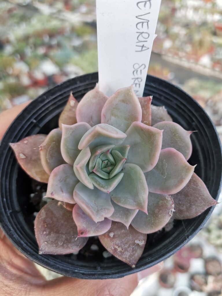 Siracactus-Succulente-Echeveria-serengeti.jpg