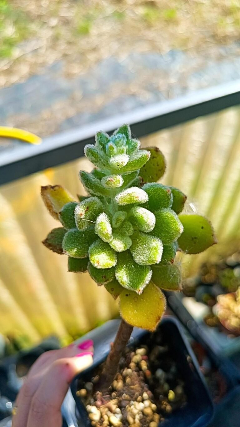 Siracactus-Succulente-Echeveria-setosa.jpg