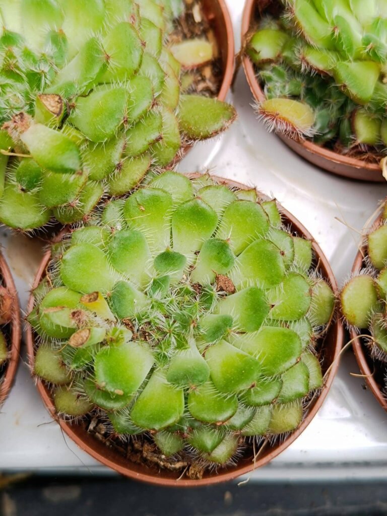 Siracactus-Succulente-Echeveria-setosa-v.-Ciliata-1.jpg