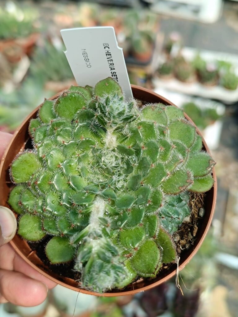Siracactus-Succulente-Echeveria-setosa-v.-Ciliata-2.jpg