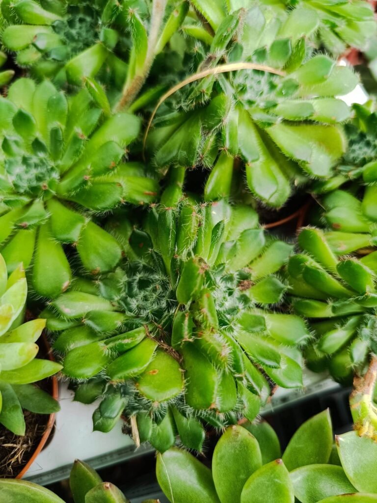 Siracactus-Succulente-Echeveria-setosa-v.-Ciliata-3.jpg