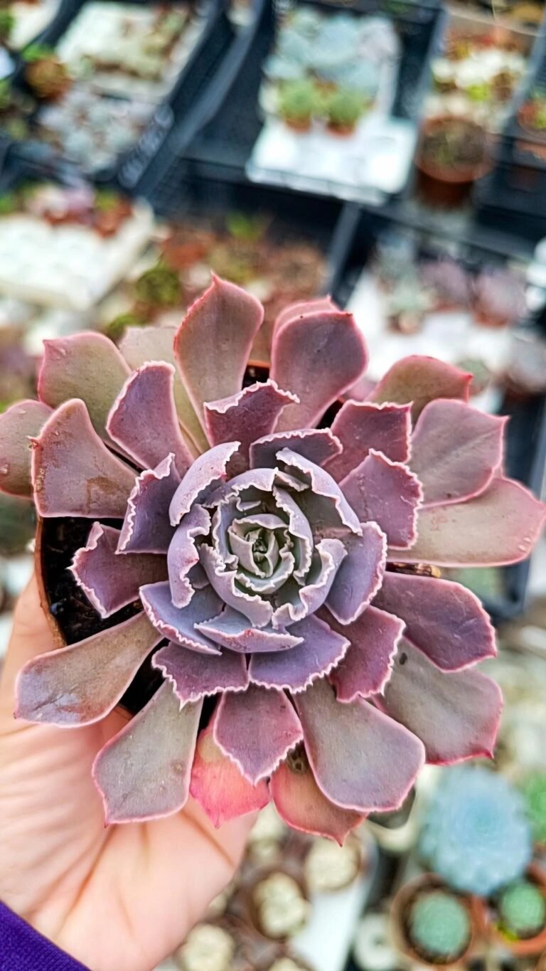 Siracactus-Succulente-Echeveria-shaviana-1.jpg