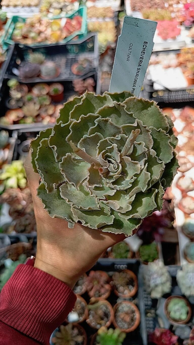 Siracactus-Succulente-Echeveria-shaviana-Pink-2.jpg
