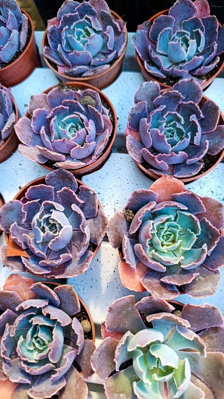 Siracactus-Succulente-Echeveria-shaviana-Pink-frills.jpg