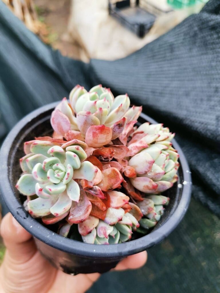 Siracactus-Succulente-Echeveria-sitifukumiama.jpg