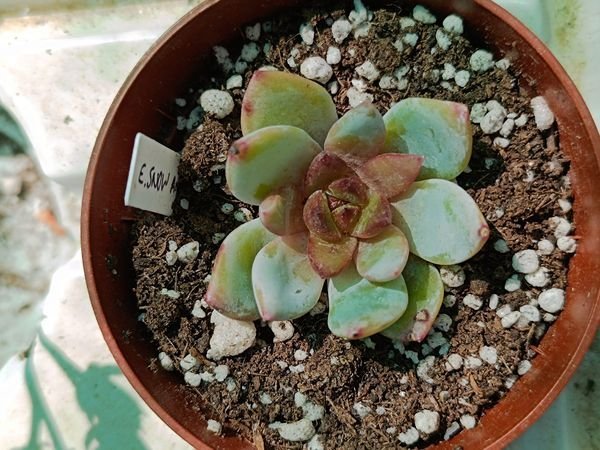 Siracactus-Succulente-Echeveria-snow-Angel-korean.jpg