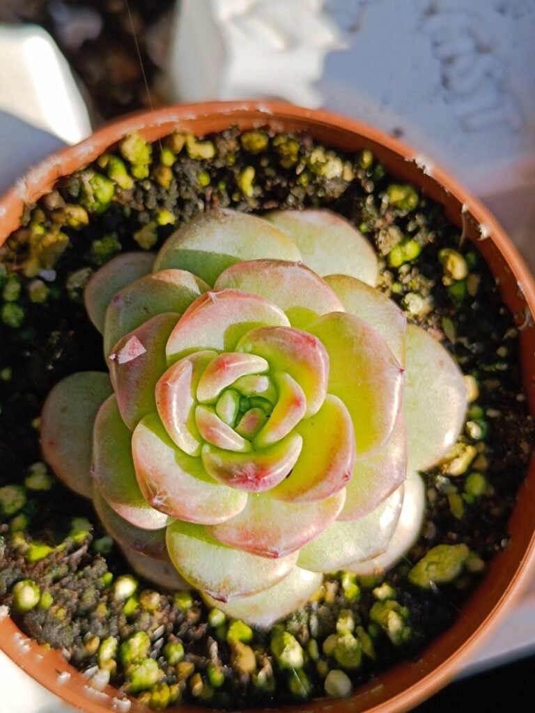 Siracactus-Succulente-Echeveria-snow-Lotus-koren-3.jpg