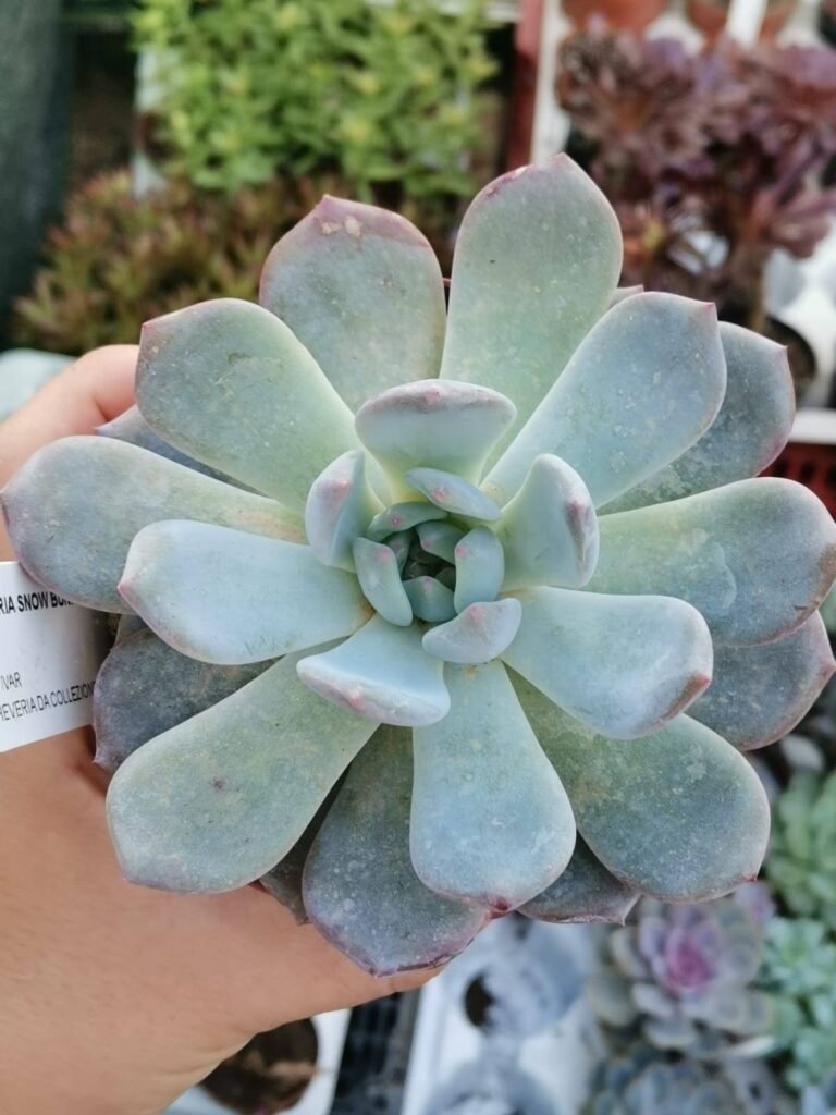 Siracactus-Succulente-Echeveria-snow-bunny.jpg