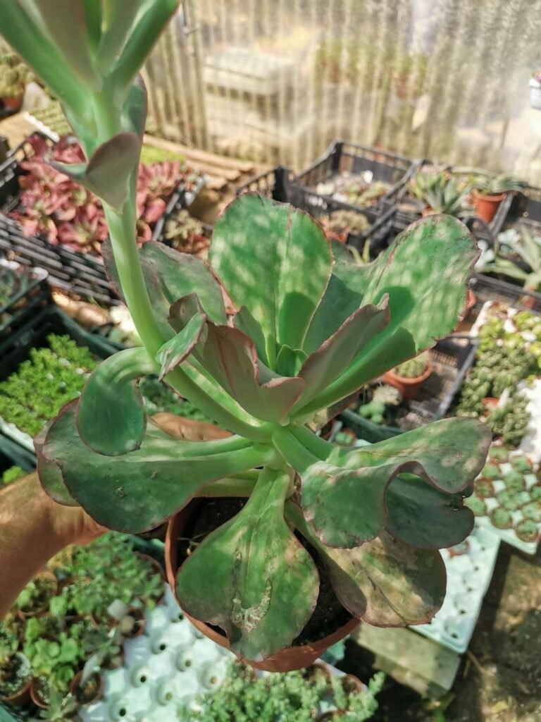 Siracactus-Succulente-Echeveria-sp-1-2.jpg
