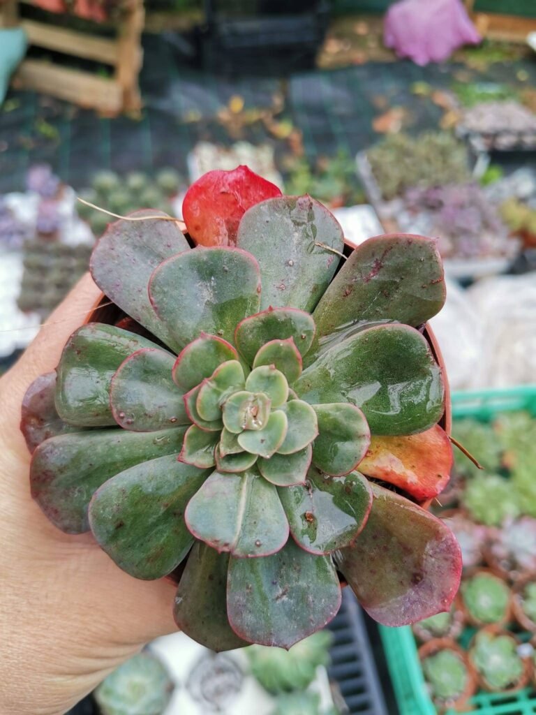 Siracactus-Succulente-Echeveria-sp-11.jpg