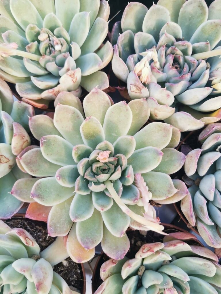 Siracactus-Succulente-Echeveria-sp-13.jpg