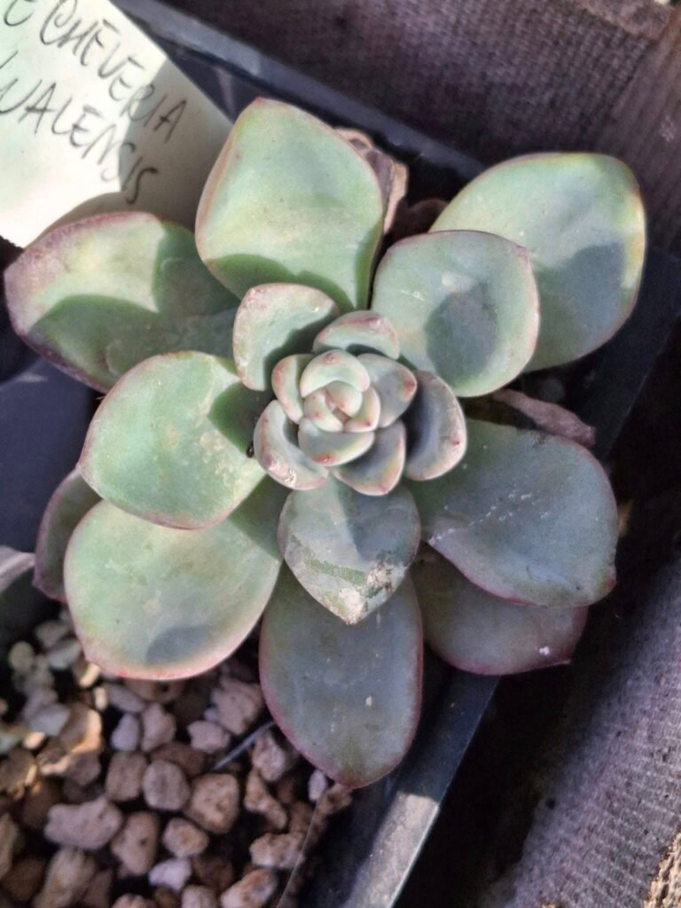 Siracactus-Succulente-Echeveria-sp-16.jpg