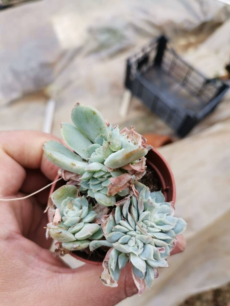 Siracactus-Succulente-Echeveria-sp-2-7.jpg