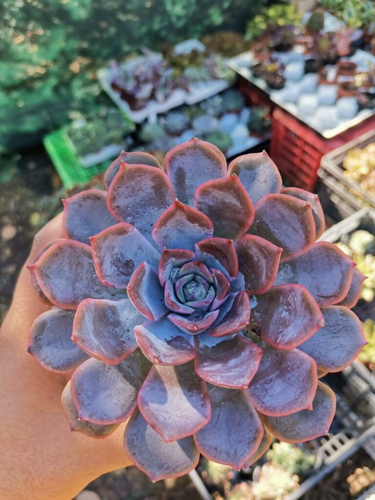 Siracactus-Succulente-Echeveria-sp-9.jpg