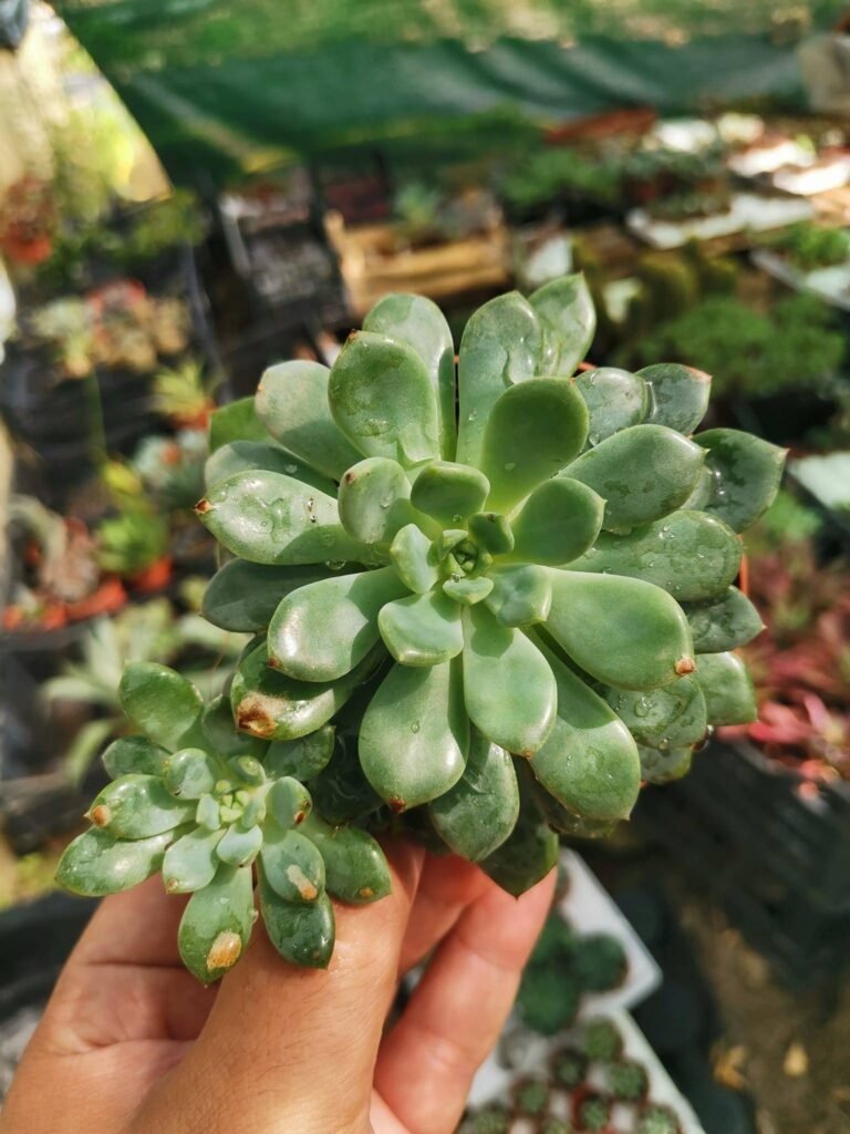 Siracactus-Succulente-Echeveria-sp-blu.jpg
