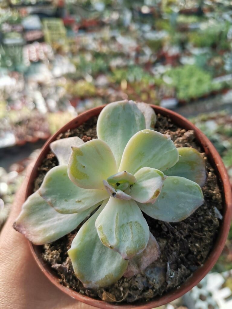 Siracactus-Succulente-Echeveria-sp-variegata.jpg