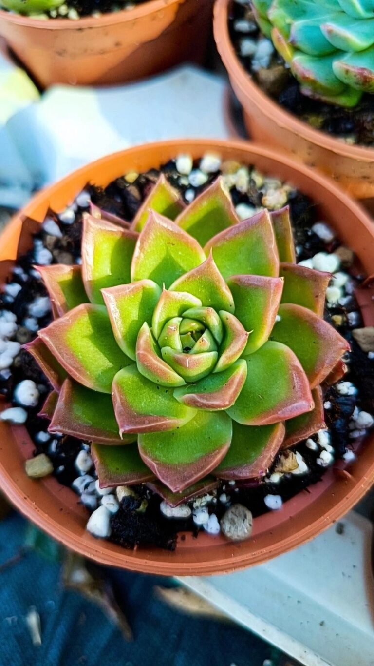 Siracactus-Succulente-Echeveria-spicy.jpg