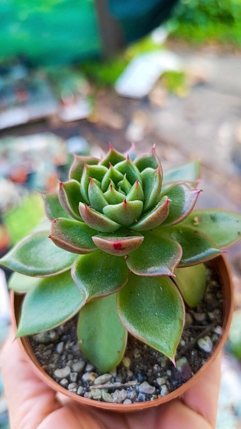 Siracactus-Succulente-Echeveria-spicy-korean.jpg
