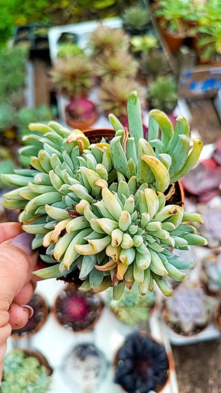 Siracactus-Succulente-Echeveria-spider.jpg
