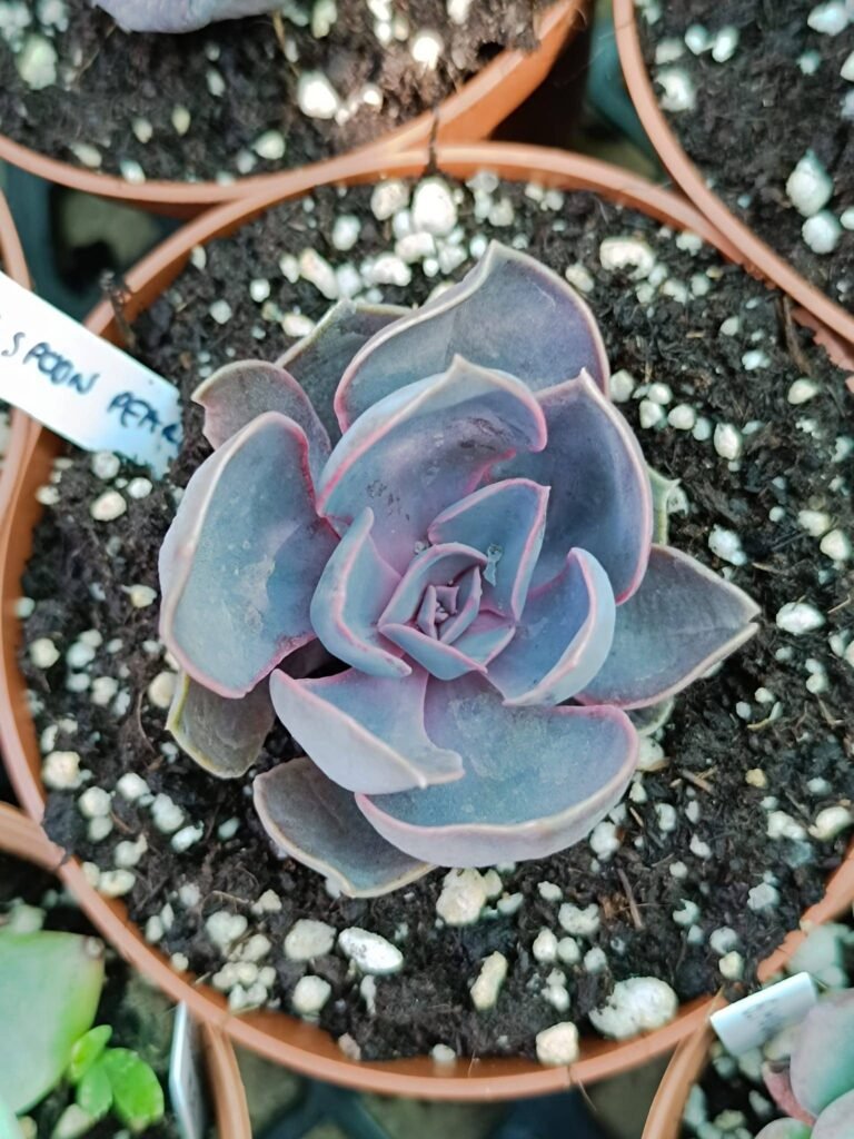 Siracactus-Succulente-Echeveria-spoon-pearl-3.jpg