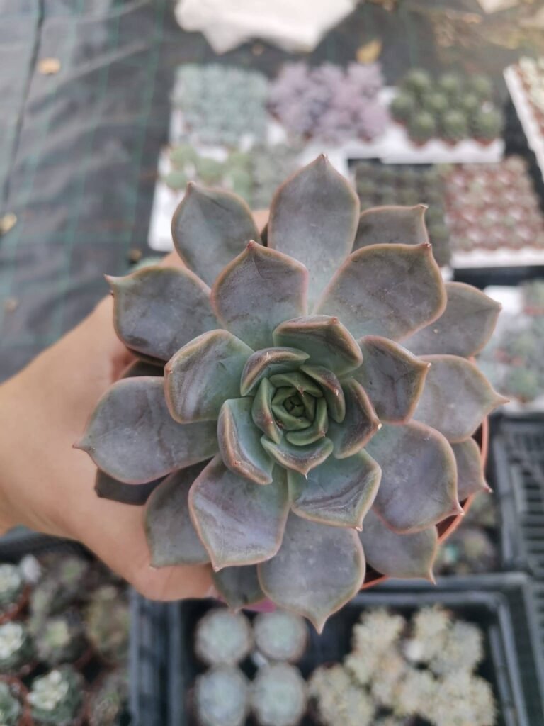Siracactus-Succulente-Echeveria-starlight.jpg