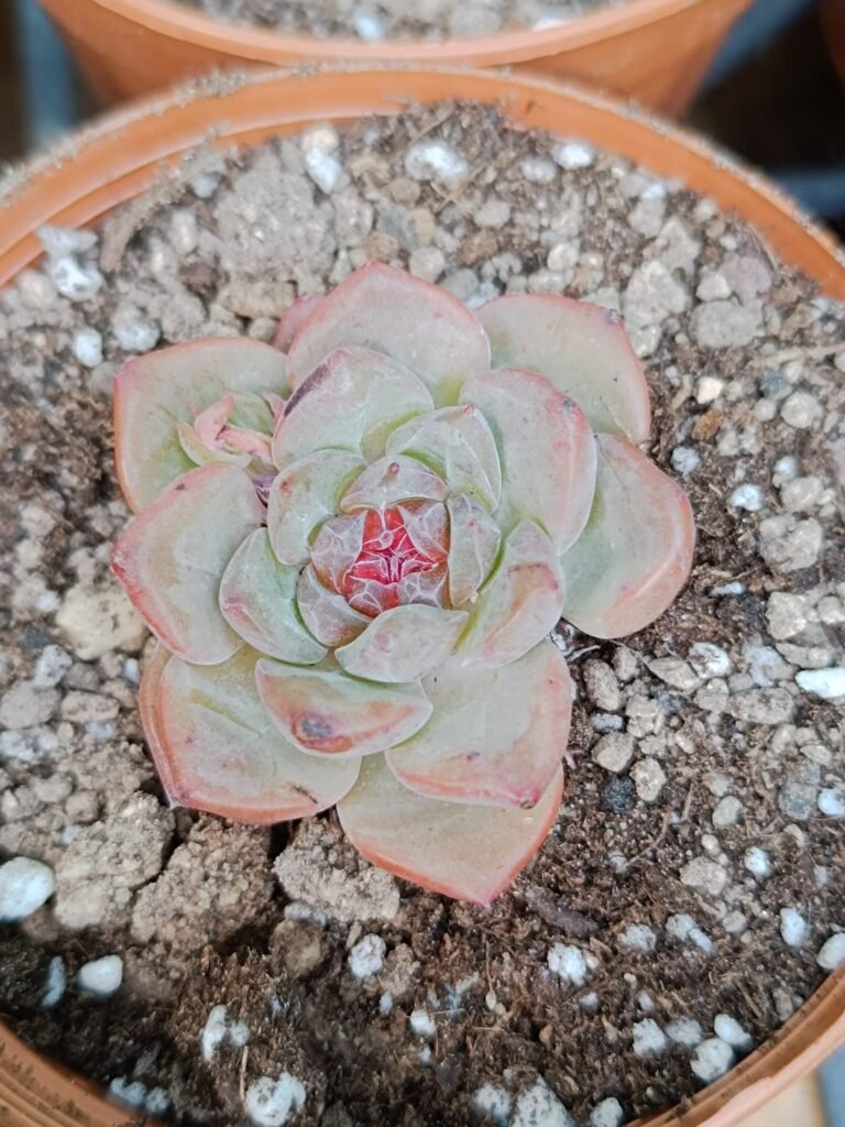 Siracactus-Succulente-Echeveria-strawberrie-bear-korean.jpg