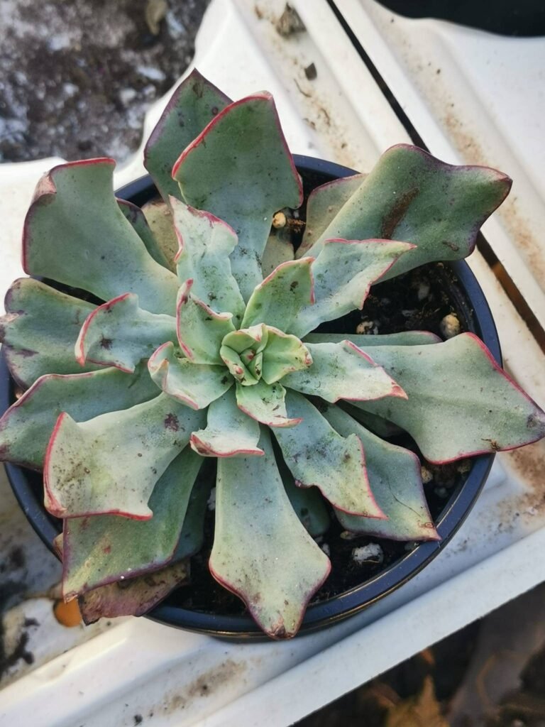 Siracactus-Succulente-Echeveria-strictiflora-1.jpg
