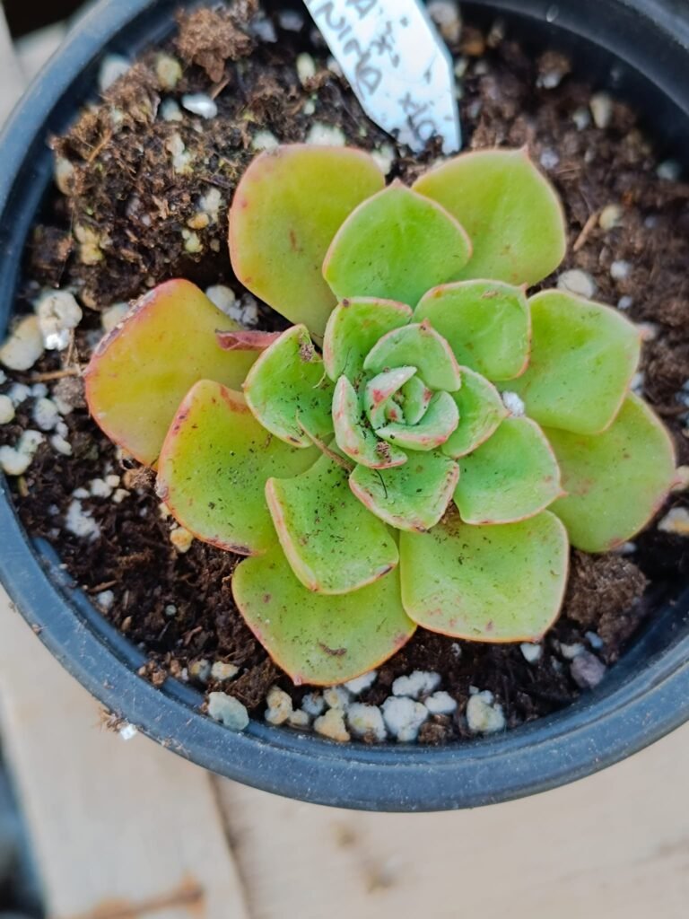 Siracactus-Succulente-Echeveria-strictiflora-x-echeveria-minima.jpg