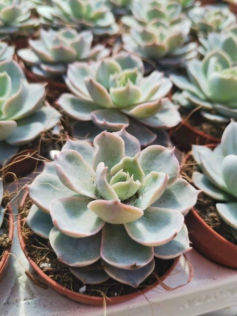 Siracactus-Succulente-Echeveria-subsessilis.jpg