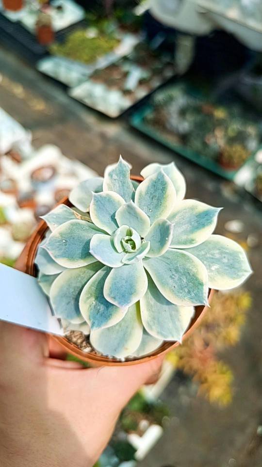 Siracactus-Succulente-Echeveria-subsessilis-variegata-korean-1.jpg