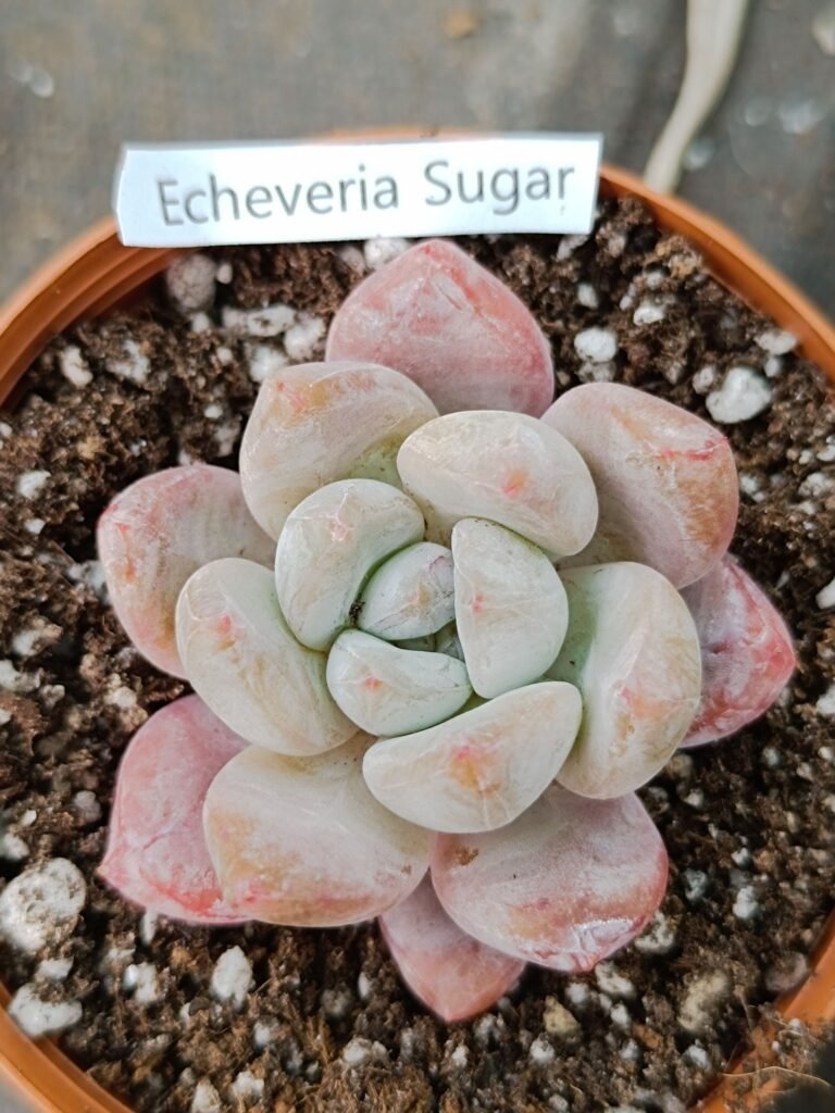 Siracactus-Succulente-Echeveria-sugar-korean.jpg