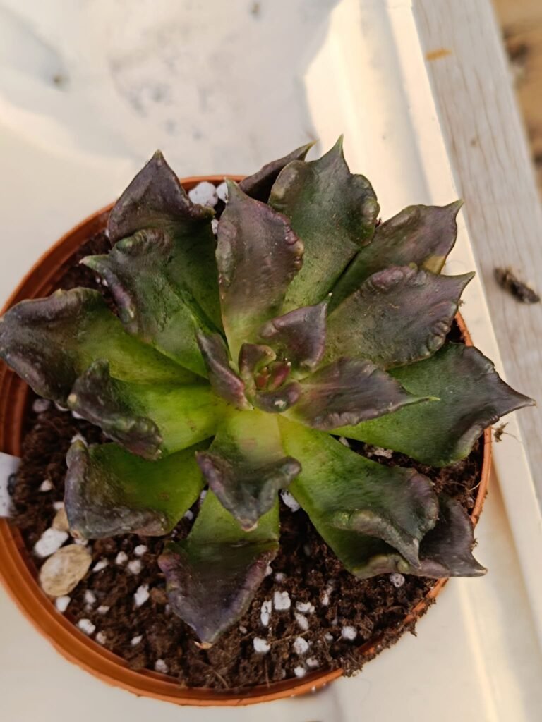 Siracactus-Succulente-Echeveria-super-bowl-1-1.jpg