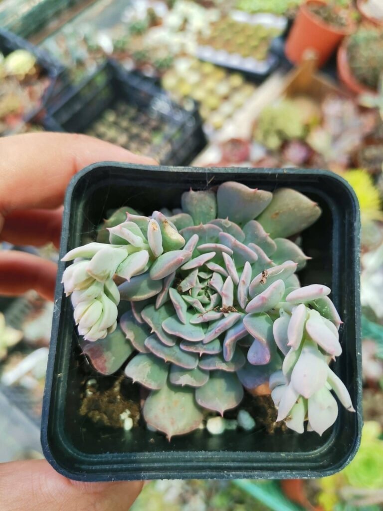 Siracactus-Succulente-Echeveria-swan-lake.jpg