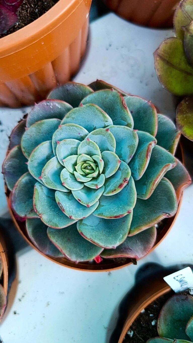 Siracactus-Succulente-Echeveria-swirl-2.jpg