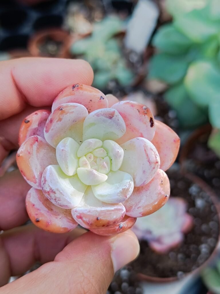 Siracactus-Succulente-Echeveria-tao-meng-korean.jpg