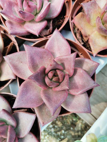 Siracactus-Succulente-Echeveria-taurus-1.jpg