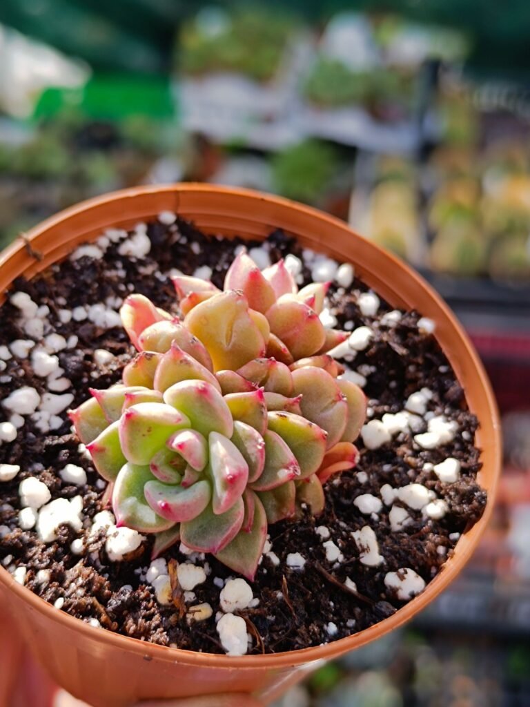 Siracactus-Succulente-Echeveria-tesla.jpg