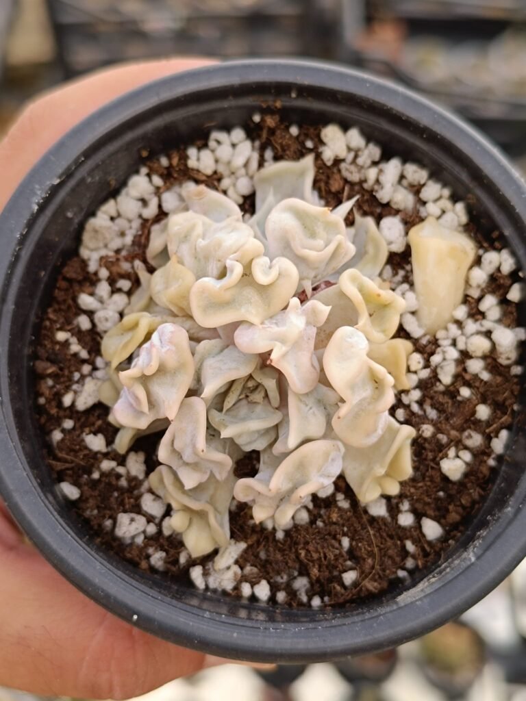 Siracactus-Succulente-Echeveria-thriller-pearl-1.jpg