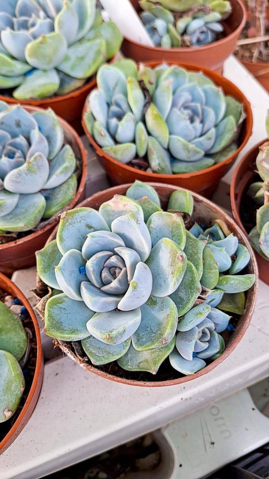 Siracactus-Succulente-Echeveria-tiny-burger-accestita.jpg