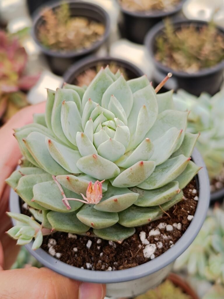 Siracactus-Succulente-Echeveria-tippy.jpg