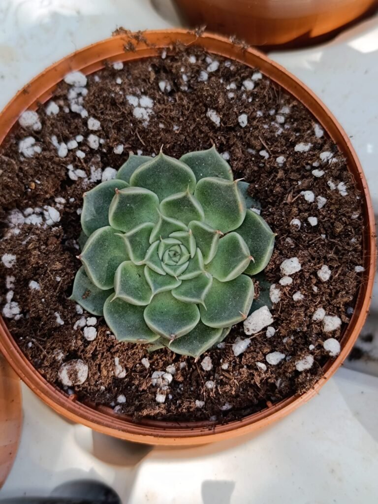 Siracactus-Succulente-Echeveria-tobarensis-x-Ech-hyalina.jpg