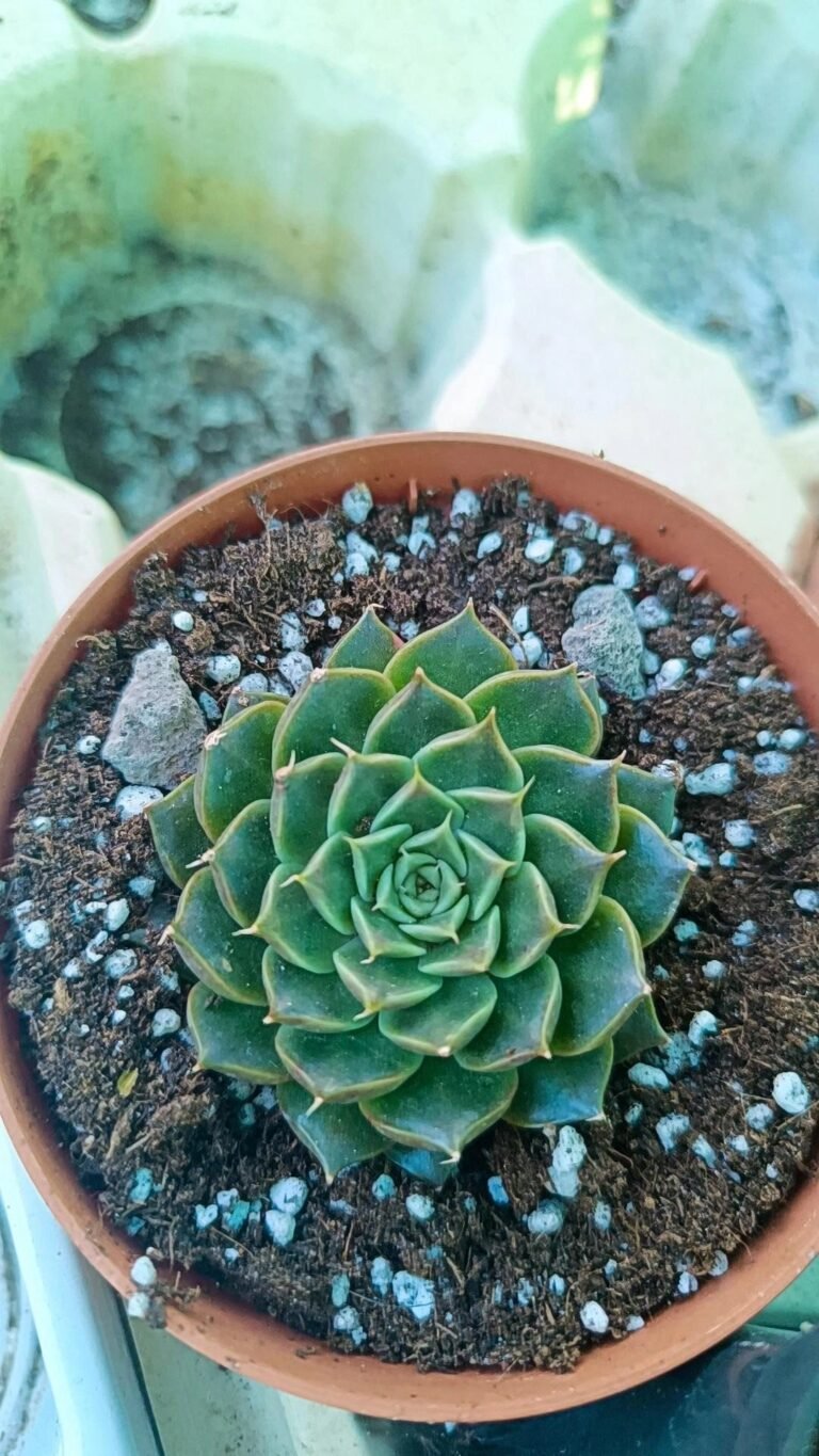 Siracactus-Succulente-Echeveria-tobarensis-x-halbingeri.jpg