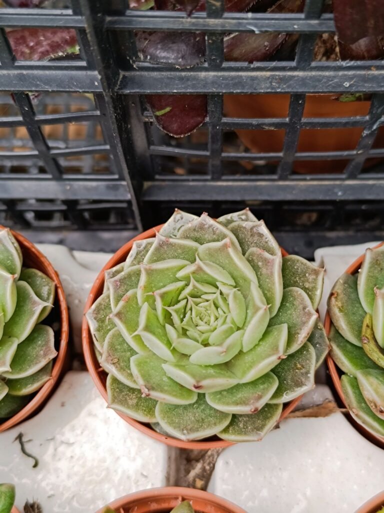 Siracactus-Succulente-Echeveria-tobarensis-x-hyalina-2.jpg