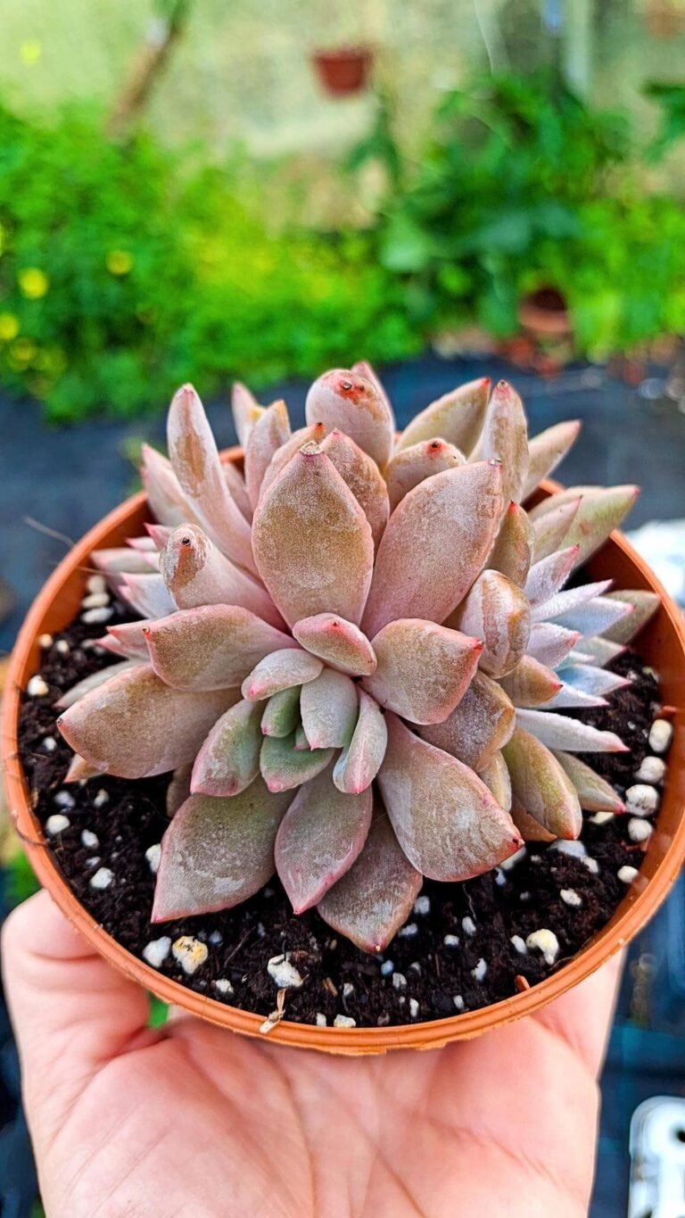 Siracactus-Succulente-Echeveria-tobarensis-x-lauii-1.jpg