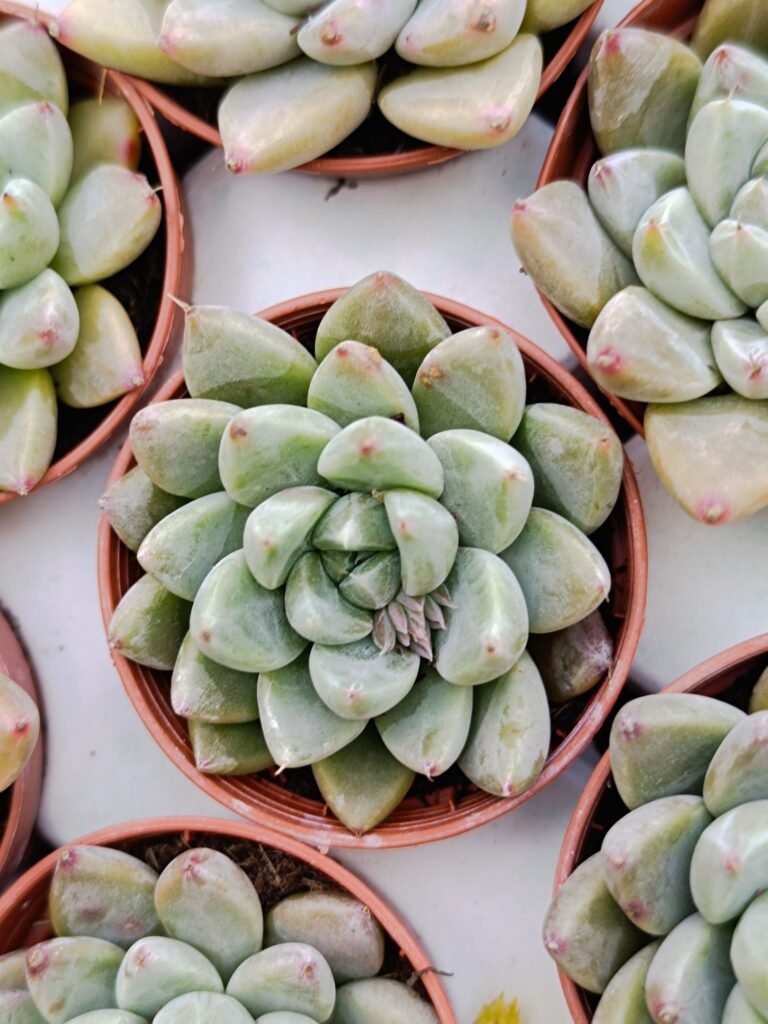 Siracactus-Succulente-Echeveria-tolimanensis-night-cloud.jpg
