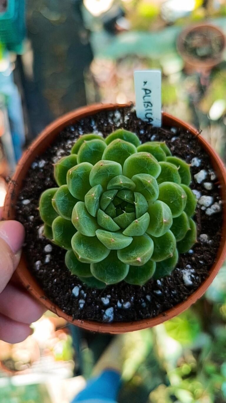 Siracactus-Succulente-Echeveria-tolimanensis-x-albicans.jpg